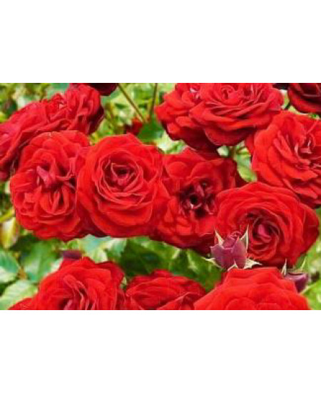 Роза спрей Таманго Роза спрей Таманго