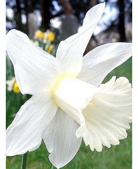 Нарцисс "Mount Hood" 3шт в упаковке Нарцисс "Mount Hood" 3шт в упаковке