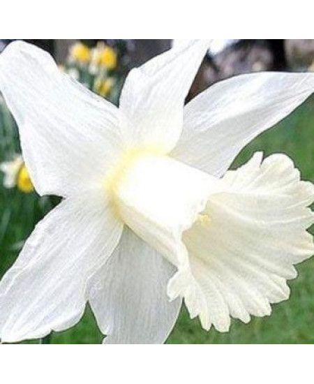 Нарцисс "Mount Hood" 3шт в упаковке Нарцисс "Mount Hood" 3шт в упаковке