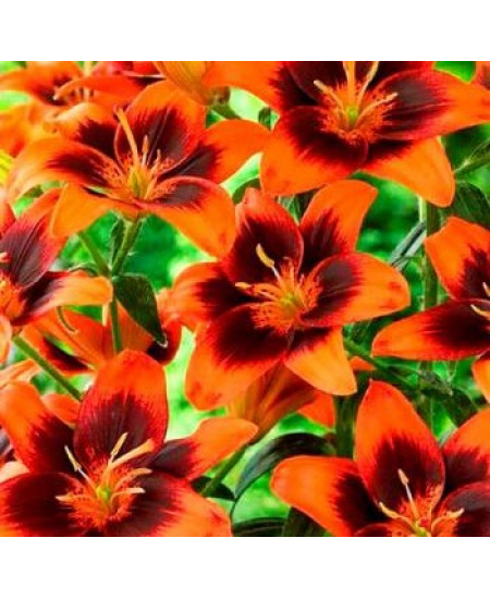 Лилия азиатская "Изи Самба" (Easy Samba) 3шт в упаковке (размер 12/14) Лилия азиатская "Изи Самба" (Easy Samba) 3шт в упаковке (размер 12/14)