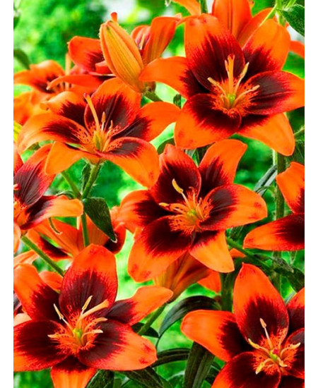 Лилия азиатская "Изи Самба" (Easy Samba) 3шт в упаковке (размер 12/14) Лилия азиатская "Изи Самба" (Easy Samba) 3шт в упаковке (размер 12/14)