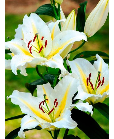 Лилия восточная "Монреаль" (Montreal) 3шт в упаковке (размер 12/14) Лилия восточная "Монреаль" (Montreal) 3шт в упаковке (размер 12/14)