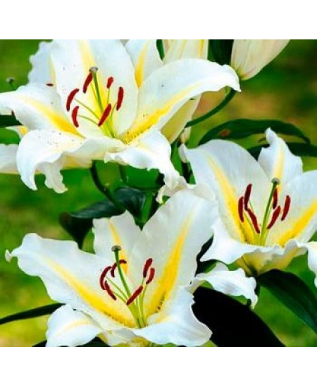 Лилия восточная "Монреаль" (Montreal) 3шт в упаковке (размер 12/14) Лилия восточная "Монреаль" (Montreal) 3шт в упаковке (размер 12/14)