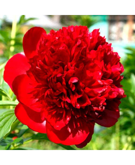 Пион Ред Пион Ред