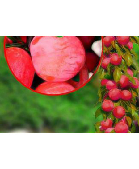 Слива колоновидная Империал Слива колоновидная Империал