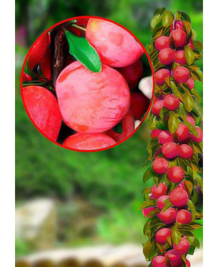 Слива колоновидная Империал Слива колоновидная Империал