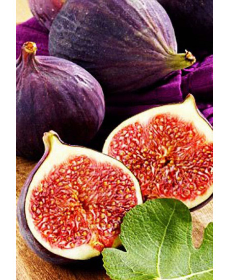 Инжир Черный крымский Инжир Черный крымский