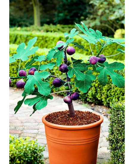 Инжир Черный крымский Инжир Черный крымский