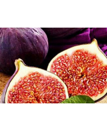 Инжир Черный крымский Инжир Черный крымский