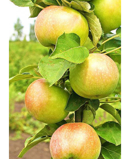 Яблоня Богатырь Яблоня Богатырь