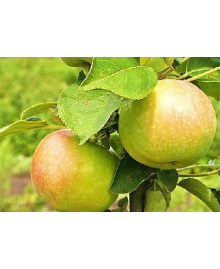 Яблоня Богатырь Яблоня Богатырь