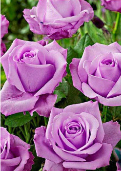 Роза чайно-гибридная Блю мун