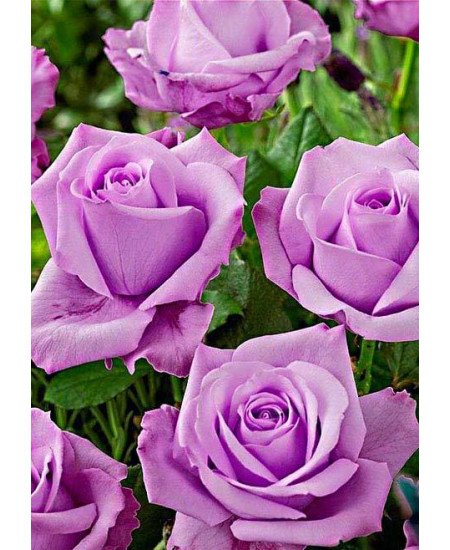 Роза чайно-гибридная Блю мун Роза чайно-гибридная Блю мун