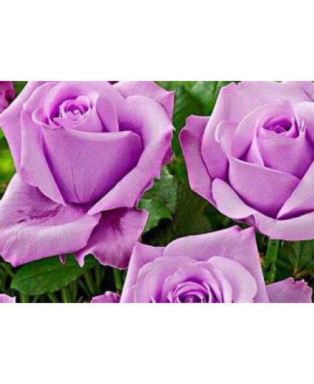 Роза чайно-гибридная Блю мун Роза чайно-гибридная Блю мун