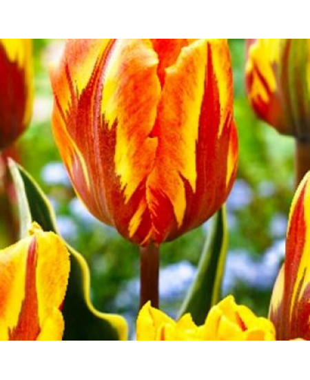 Тюльпан триумф "Равана" (Ravana) 3шт в упаковке (размер 11/12) Тюльпан триумф "Равана" (Ravana) 3шт в упаковке (размер 11/12)