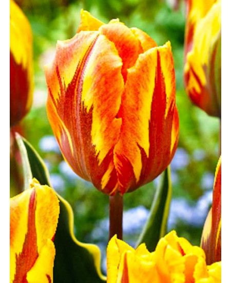 Тюльпан триумф "Равана" (Ravana) 3шт в упаковке (размер 11/12) Тюльпан триумф "Равана" (Ravana) 3шт в упаковке (размер 11/12)