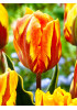 Тюльпан триумф "Равана" (Ravana) 3шт в упаковке (размер 11/12) Тюльпан триумф "Равана" (Ravana) 3шт в упаковке (размер 11/12)