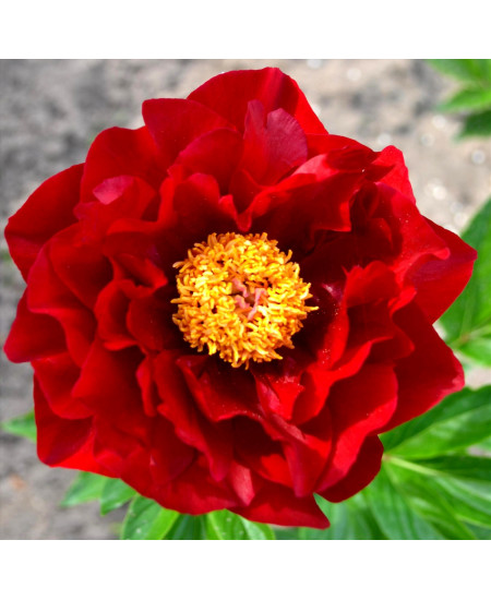 Пион Макинак Гранд Пион Макинак Гранд