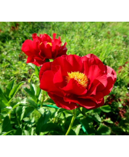 Пион Макинак Гранд Пион Макинак Гранд