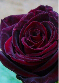 Роза чайно-гибридная Чёрная Магия