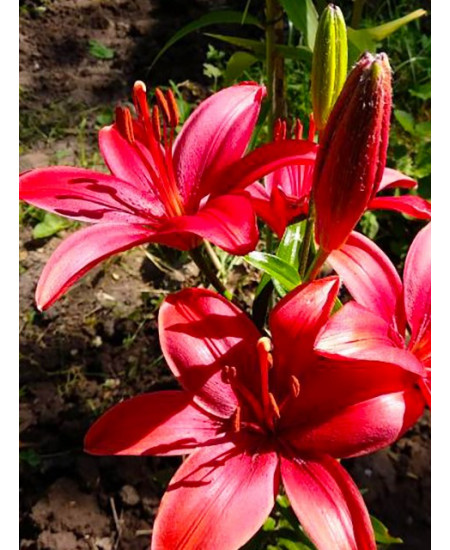 Лилия азиатская низкорослая "Каволи" (Cavoli) 3шт в упаковке (размер 12\14) Лилия азиатская низкорослая "Каволи" (Cavoli) 3шт в упаковке (размер 12\14)