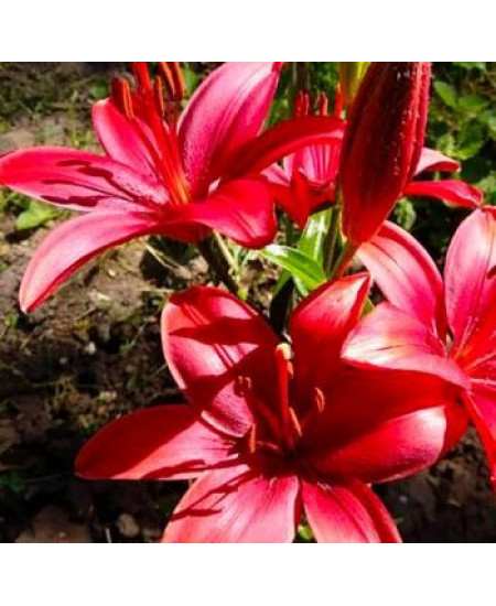 Лилия азиатская низкорослая "Каволи" (Cavoli) 3шт в упаковке (размер 12\14) Лилия азиатская низкорослая "Каволи" (Cavoli) 3шт в упаковке (размер 12\14)