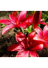 Лилия азиатская низкорослая "Каволи" (Cavoli) 3шт в упаковке (размер 12\14) Лилия азиатская низкорослая "Каволи" (Cavoli) 3шт в упаковке (размер 12\14)