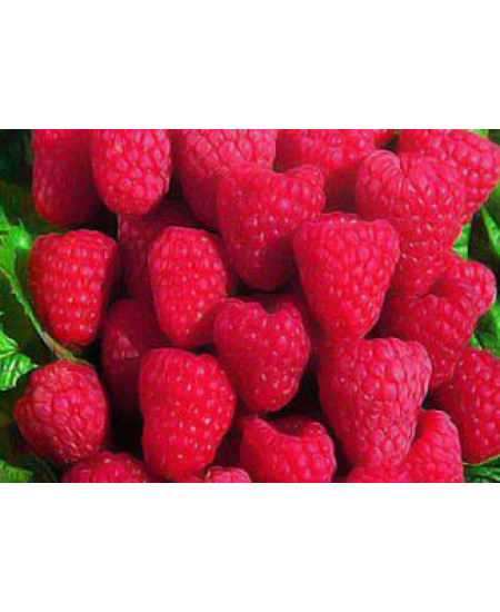 Малина Туламин Малина Туламин