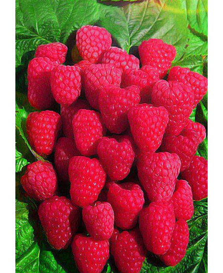 Малина Туламин Малина Туламин