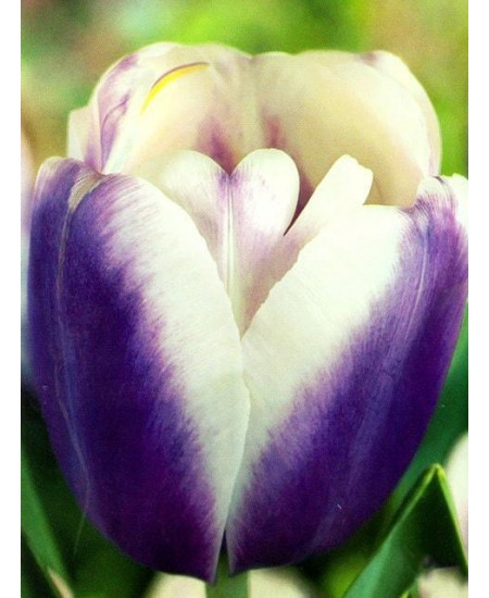 Тюльпан "Atlantis" 3шт в упаковке Тюльпан "Atlantis" 3шт в упаковке