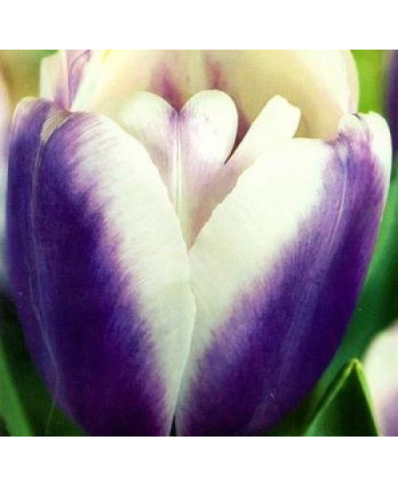 Тюльпан "Atlantis" 3шт в упаковке Тюльпан "Atlantis" 3шт в упаковке