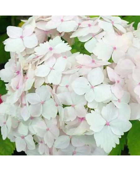 ГОРТЕНЗИЯ КРУПНОЛИСТНАЯ МАДАМ ЭМИЛИ МОЛЬЕР ГОРТЕНЗИЯ КРУПНОЛИСТНАЯ МАДАМ ЭМИЛИ МОЛЬЕР