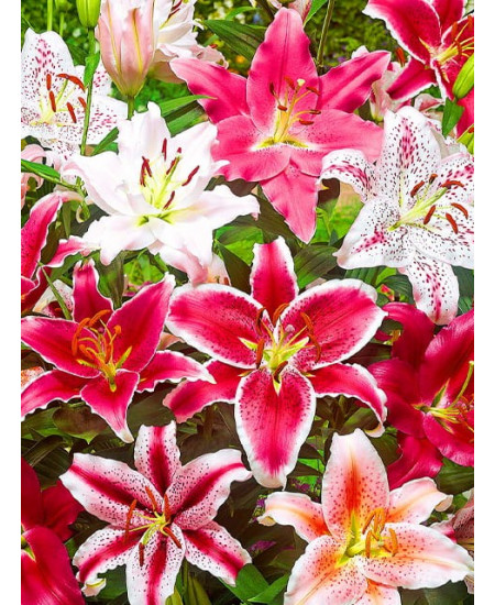 Лилия "Микс лучших сортов" (Mix), 3шт в упаковке Лилия "Микс лучших сортов" (Mix), 3шт в упаковке