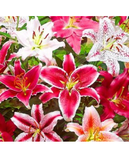 Лилия "Микс лучших сортов" (Mix), 3шт в упаковке Лилия "Микс лучших сортов" (Mix), 3шт в упаковке