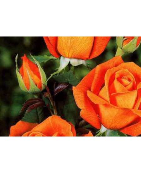 Роза чайно-гибридная Моника Роза чайно-гибридная Моника