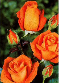 Роза чайно-гибридная Моника