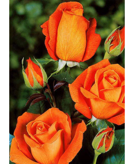 Роза чайно-гибридная Моника Роза чайно-гибридная Моника