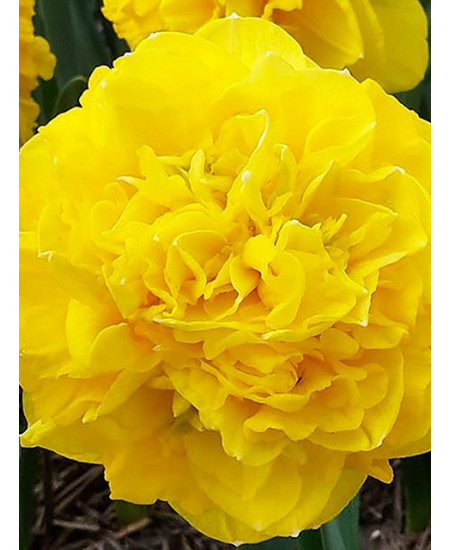 Нарцисс махровый "Истертайд" (Eastertide) 3шт в упаковке (размер 14\16) Нарцисс махровый "Истертайд" (Eastertide) 3шт в упаковке (размер 14\16)