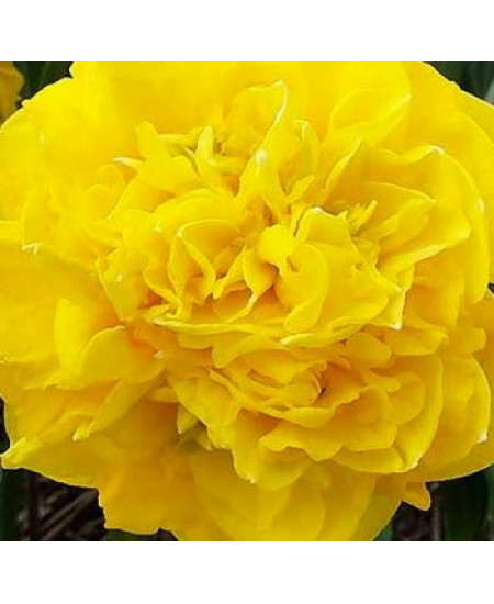 Нарцисс махровый "Истертайд" (Eastertide) 3шт в упаковке (размер 14\16) Нарцисс махровый "Истертайд" (Eastertide) 3шт в упаковке (размер 14\16)