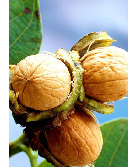 Орех грецкий Урожайный Орех грецкий Урожайный