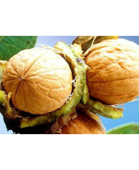 Орех грецкий Урожайный Орех грецкий Урожайный