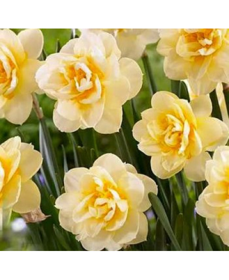 Нарцисс махровый "Мэнли" (Manly) 3шт в упаковке (размер 12/14) Нарцисс махровый "Мэнли" (Manly) 3шт в упаковке (размер 12/14)