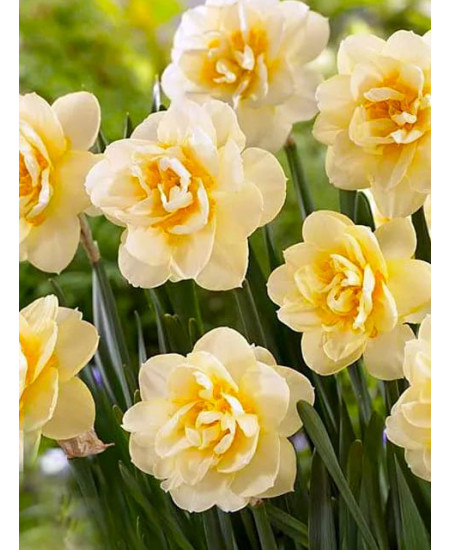 Нарцисс махровый "Мэнли" (Manly) 3шт в упаковке (размер 12/14) Нарцисс махровый "Мэнли" (Manly) 3шт в упаковке (размер 12/14)