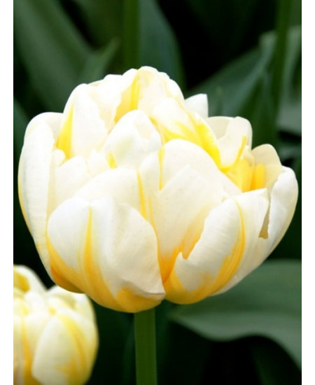 Тюльпан махровый поздний "Флеминг Эвита" (Flaming Evita) 3шт в упаковке (размер 11\12) Тюльпан махровый поздний "Флеминг Эвита" (Flaming Evita) 3шт в упаковке (размер 11\12)