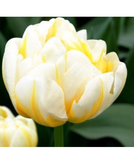 Тюльпан махровый поздний "Флеминг Эвита" (Flaming Evita) 3шт в упаковке (размер 11\12) Тюльпан махровый поздний "Флеминг Эвита" (Flaming Evita) 3шт в упаковке (размер 11\12)