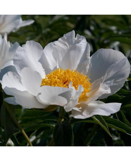 Пион Кринклед Уайт Пион Кринклед Уайт