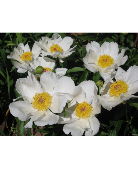 Пион Кринклед Уайт Пион Кринклед Уайт