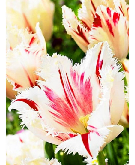 Тюльпан бахромчатый "Карусель" (Carrousel) 3шт в упаковке (размер 12\+) Тюльпан бахромчатый "Карусель" (Carrousel) 3шт в упаковке (размер 12\+)