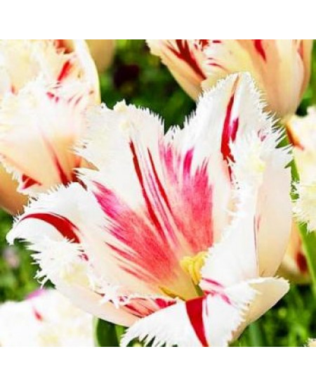 Тюльпан бахромчатый "Карусель" (Carrousel) 3шт в упаковке (размер 12\+) Тюльпан бахромчатый "Карусель" (Carrousel) 3шт в упаковке (размер 12\+)