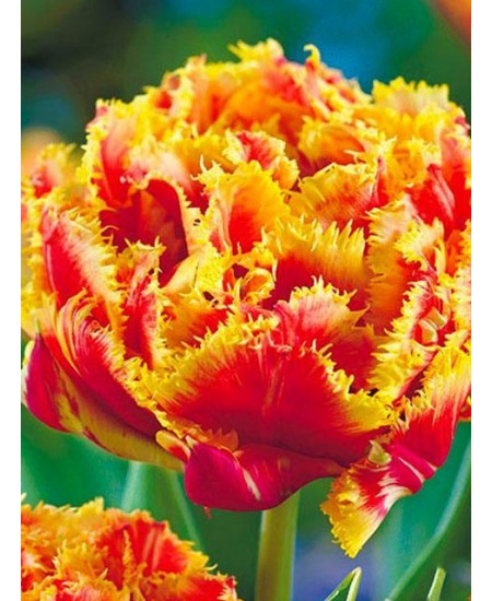 Тюльпан "Gold Dust" 3шт в упаковке Тюльпан "Gold Dust" 3шт в упаковке